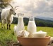 khasiat susu kambing untuk wanita hamil 2024